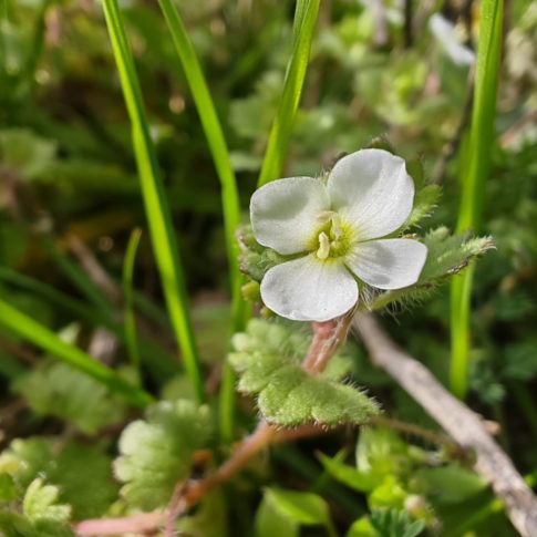 Fleur de la véronique cymbalaire