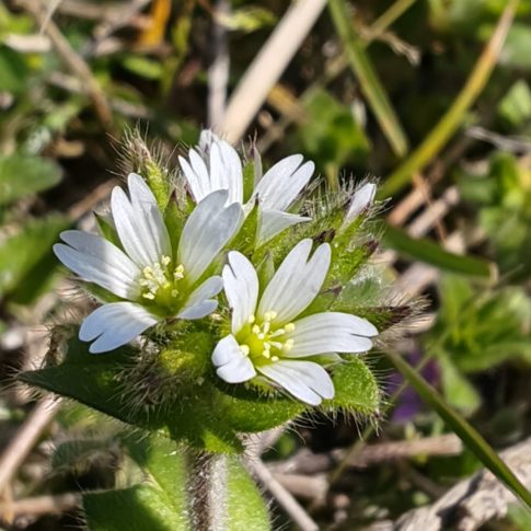 Fleurs agglomérées en cyme serrée de la céraiste aggloméré