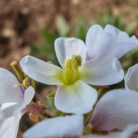 Fleurs de diplotaxis fausse roquette