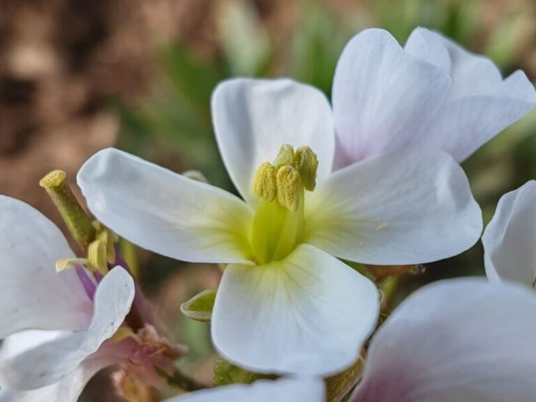 Roquette blanche