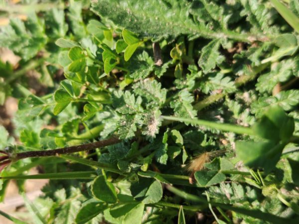 Erodium acaule