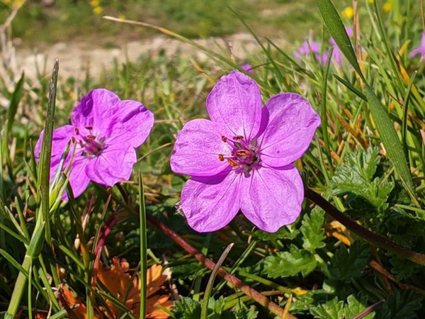 Erodium acaule