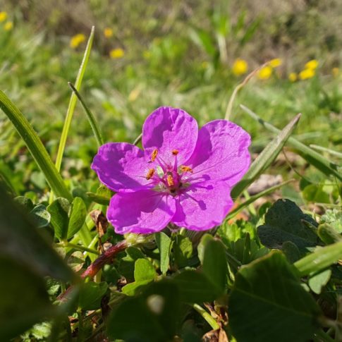 Fleur pourpre à pétales imbriqués de Erodium acaule