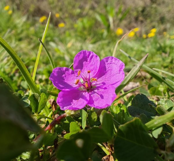 Erodium acaule
