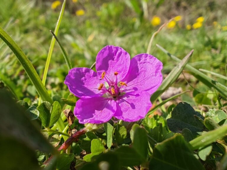 Erodium acaule