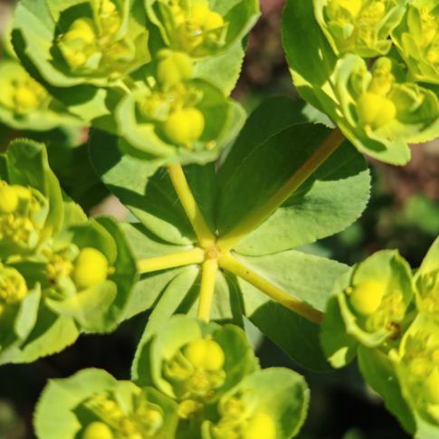 Rayons ombellaires de l'euphorbe réveille-matin