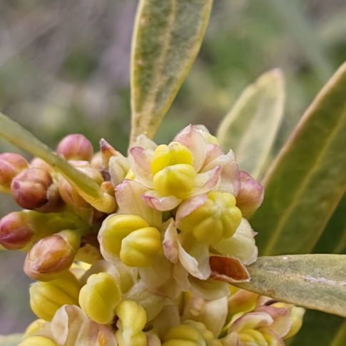 Fleurs de la filaire à feuilles étroites