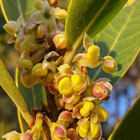 Fleurs de la filaire à feuilles larges