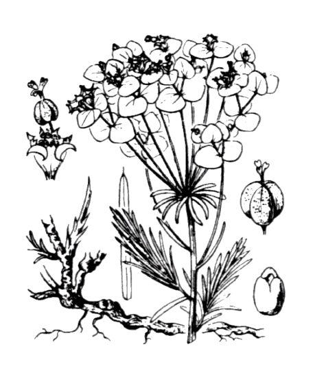 Flore de Coste - Euphorbia cyparissias Flore de Coste – Euphorbia cyparissias