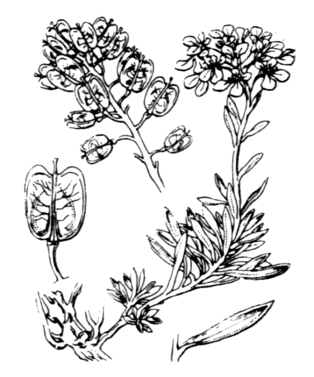 Flore de Coste, Iberis saxatilis