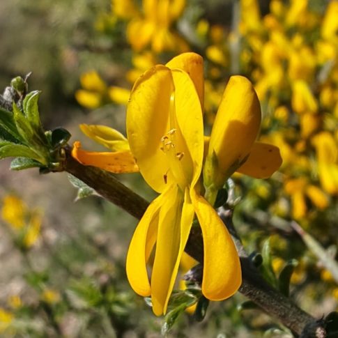 Fleur du genêt scorpion