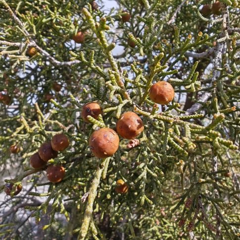 Cônes du genévrier de Phénicie