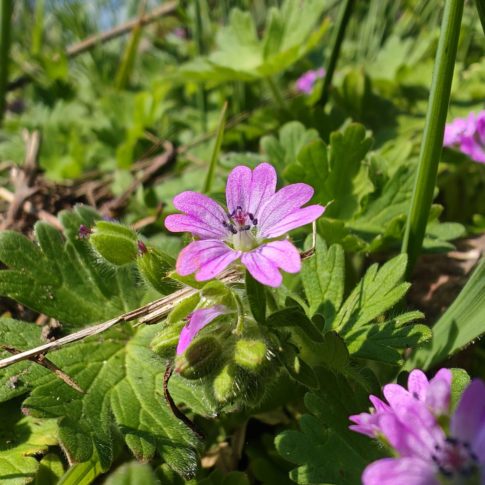 Fleurs avec de nombreuse étamines dugGéranium mou