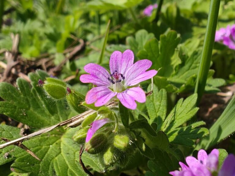 Géranium mou