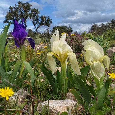 Iris des garrigues sur pelouse xérophile