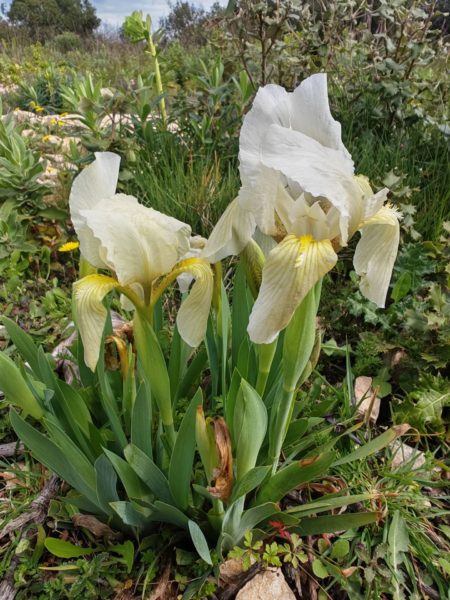 Iris des garrigues