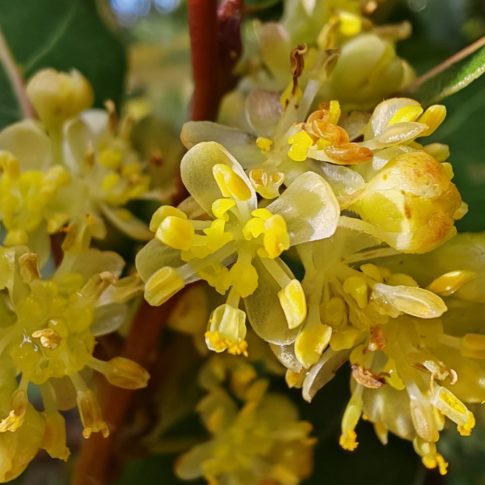Fleurs du Laurier noble