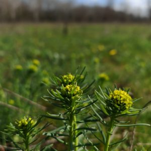 L’euphorbe petit-cyprès (Euphorbia cyparissias L.), aussi appelée Euphorbe faux cyprès 1