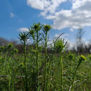 L’euphorbe petit-cyprès (Euphorbia cyparissias L.), aussi appelée Euphorbe faux cyprès 2