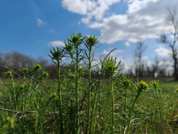 Euphorbe petit-cyprès