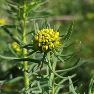 Ombelle de l’euphorbe petit-cyprès