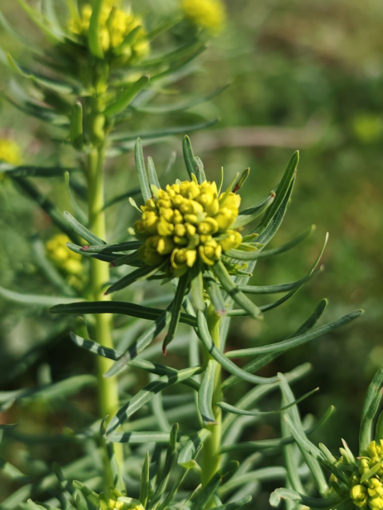 Euphorbe petit-cyprès