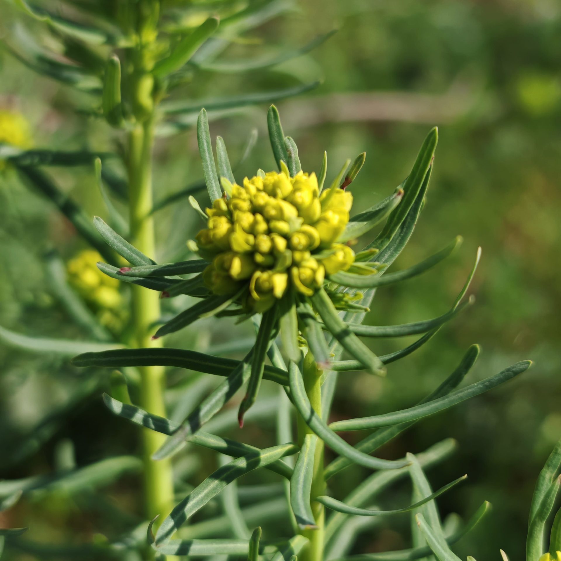 Ombelle de l’euphorbe petit-cyprès