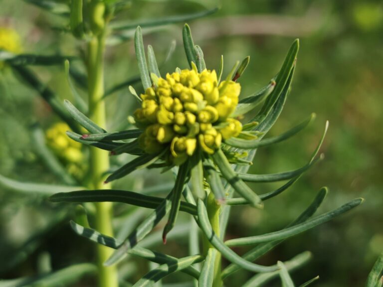 Euphorbe petit-cyprès