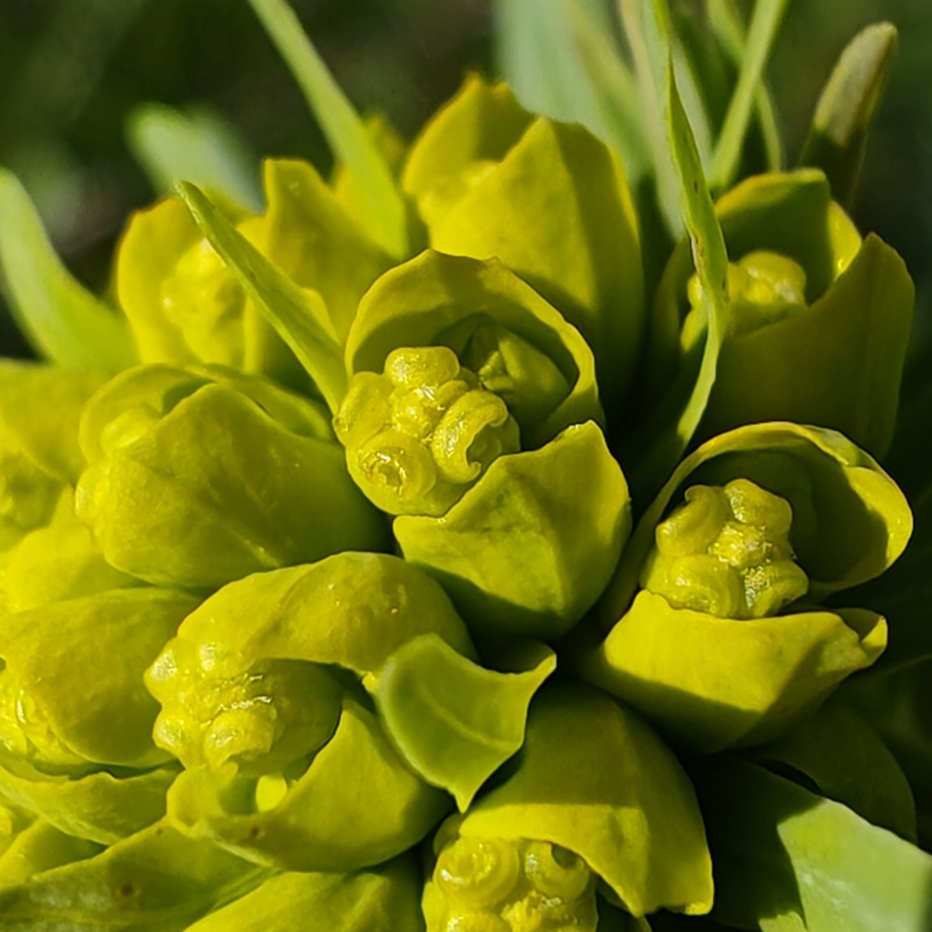 Fleur de Euphorbia cyparissias