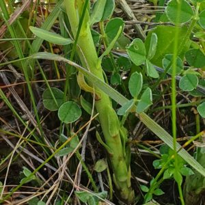 Tige de l’euphorbe petit-cyprès