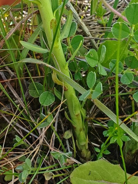 Euphorbe petit-cyprès