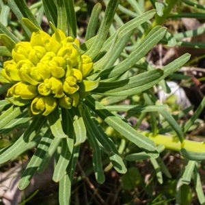 L’euphorbe petit-cyprès (Euphorbia cyparissias L.), aussi appelée Euphorbe faux cyprès 7
