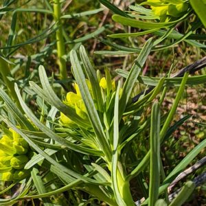 Feuille de l’euphorbe petit-cyprès