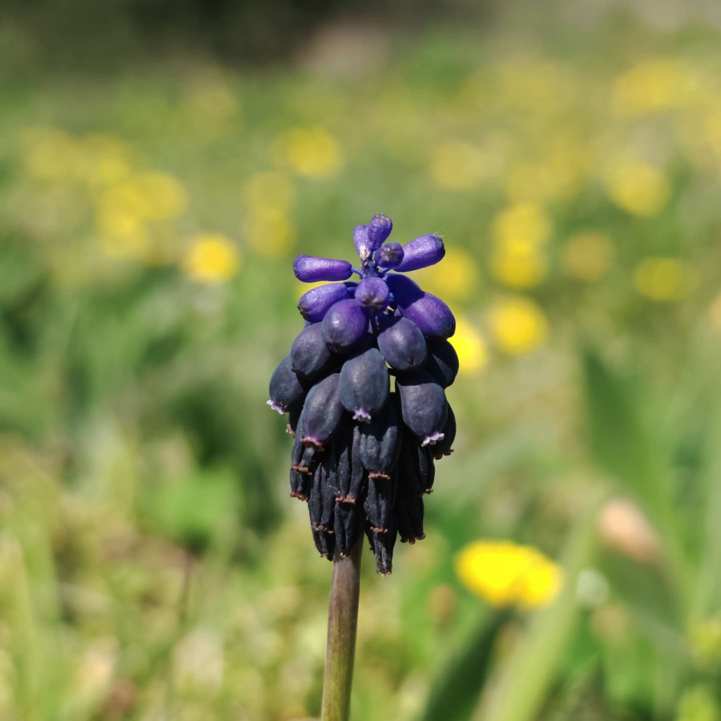Inflorescence du muscari négligé