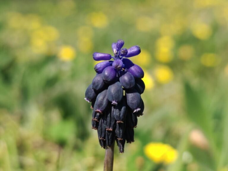 Muscari négligé