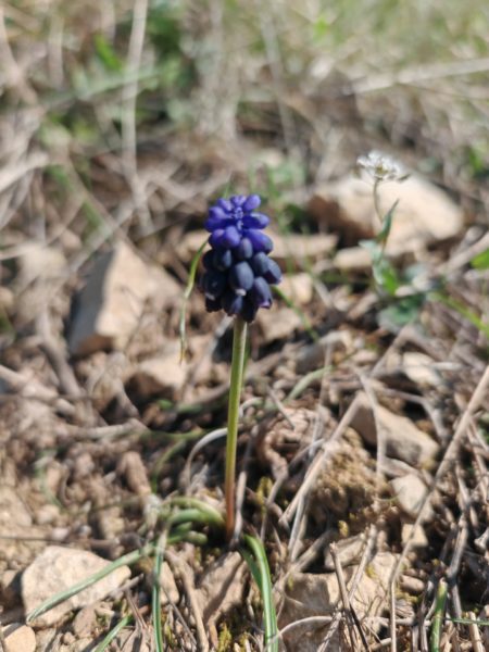 Muscari négligé