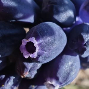 Fleur du muscari négligé