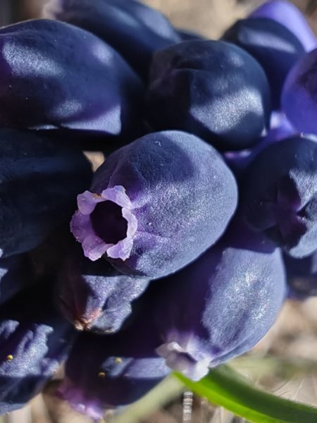 Muscari négligé