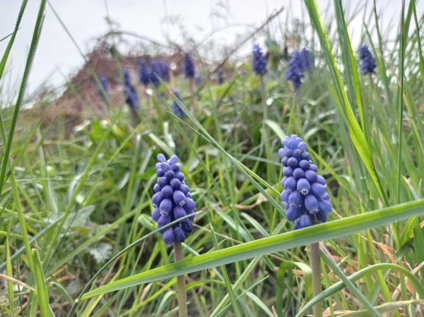 Muscari négligé