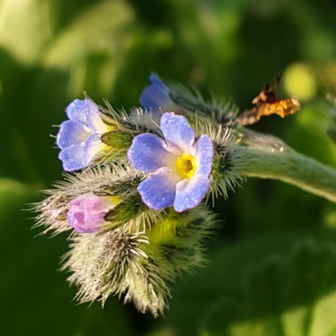 Fleurs du myosotis hérissé