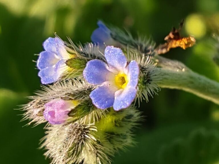Myosotis hérissé