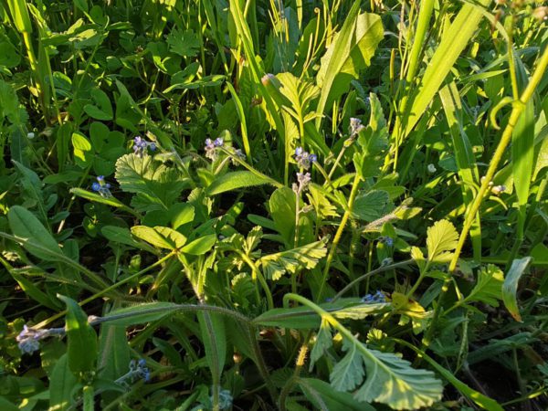 Myosotis hérissé