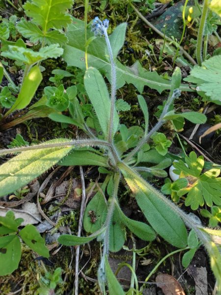 Myosotis hérissé