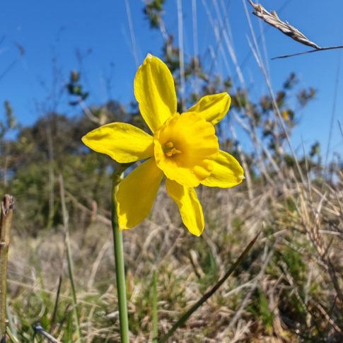Fleur du narcisse d’Asso