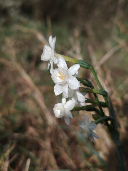 Narcisse douteux