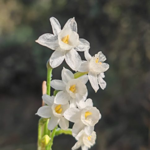 Ombelles de fleurs de narcisse douteux