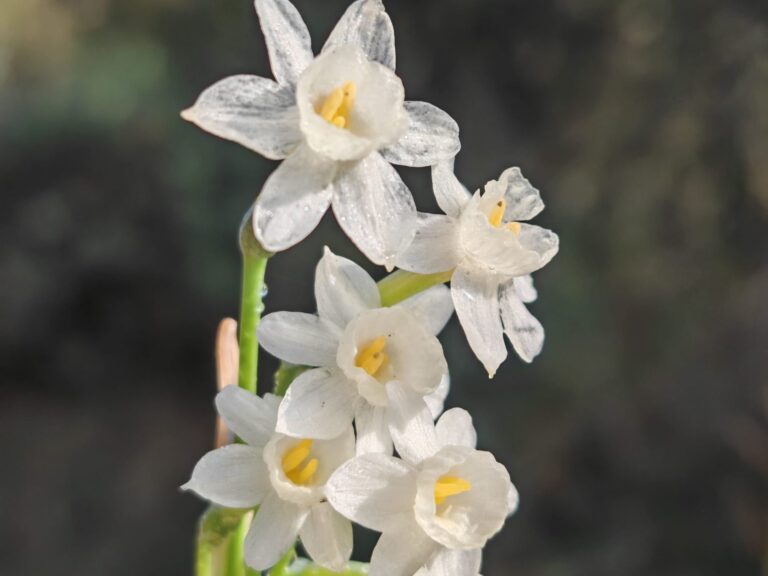 Narcisse douteux