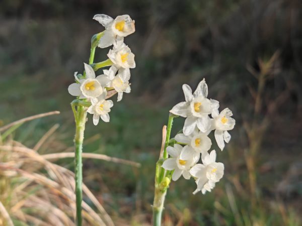 Narcisse douteux