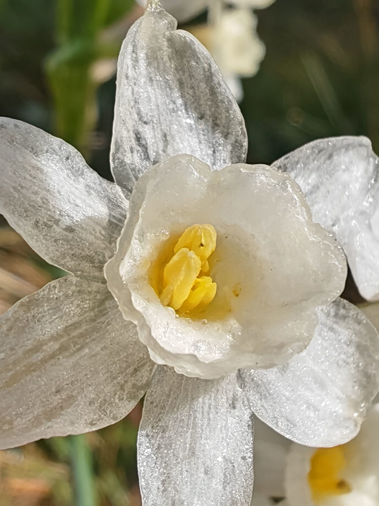 Narcisse douteux