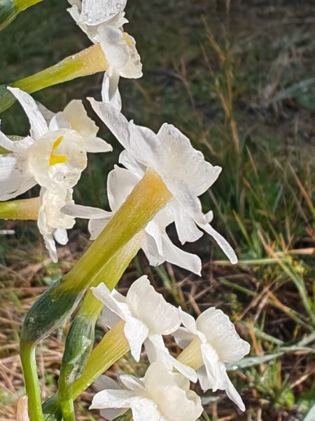 Narcisse douteux